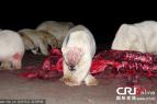 20頭北極熊集體覓食